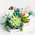 Mother's Day Gifts A Unique Flower Bouquet and Creative Enternal Flower Potted Plants For Mom