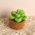 Succulent Crochet Potted Plants Completed Hand Woven Knitted Potted Plants Gift for Handicraft Lover - Myphotomugs