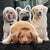 Pet Face Pillow Personalized Pet Photo Dog Pillow Cat Pillow Memorial Gift Picture Pillow
